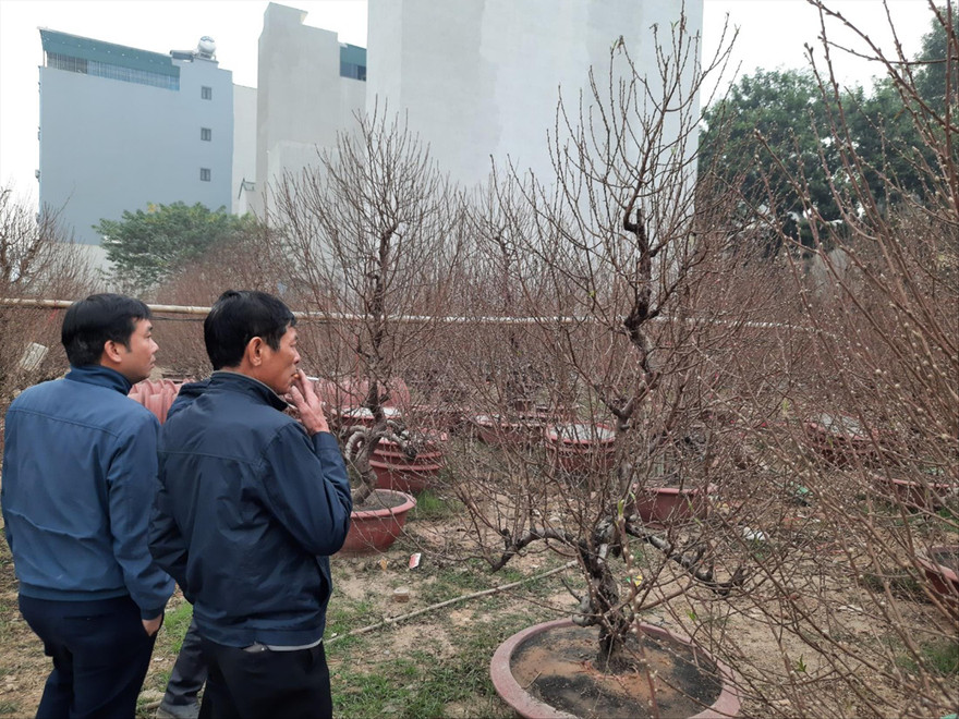 Đào Nhật Tân (Hà Nội) thu hút khách xem bởi năm nay đào được dự báo ra hoa đúng thời điểm và đẹp hơn so với mọi năm  