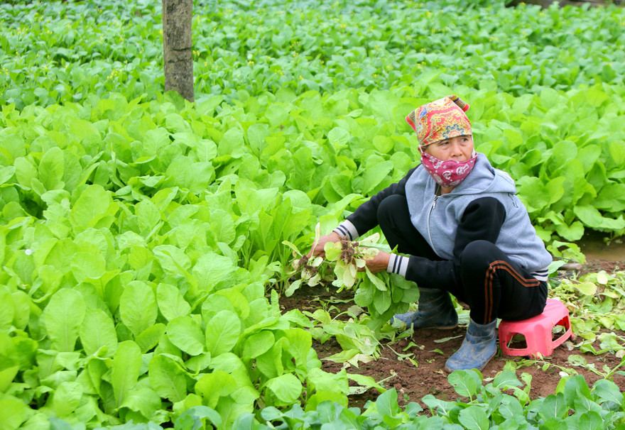 Nông dân tại Hoài Đức, Hà Nội vừa nhổ cải vừa ngóng chờ người đến mua. Ảnh: Trọng Tài