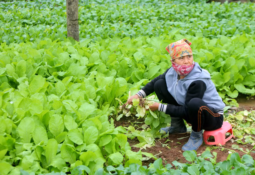 Nông dân tại Hoài Đức, Hà Nội vừa nhổ cải vừa ngóng chờ người đến mua. Ảnh: Trọng Tài