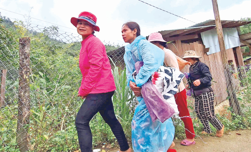 Người dân Trà Leng lên rẫy trồng quế 