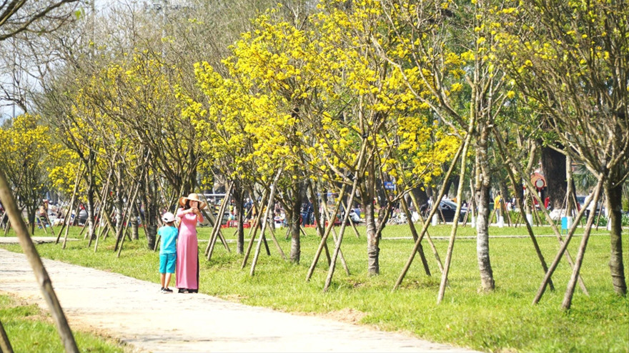 Hoàng mai Huế sẽ có mặt ở núi Ngự Bình trong một ngày không xa để tạo thành một hoa sơn thắng cảnh