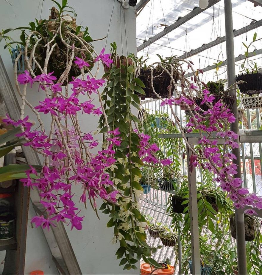 Lan được khách của hàng Hiếu mời chào giá từ 2 đến 12 tỷ Ảnh: M.Đ 