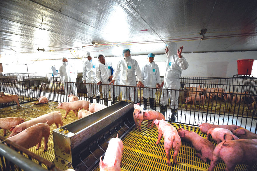 Bộ trưởng NN&PTNT kiểm tra công tác tái đàn, tăng đàn ở doanh nghiệp chăn nuôi lớn