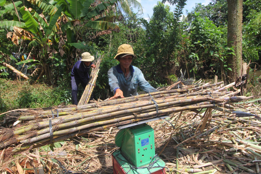 Thu hoạch mía ở Hậu Giang Ảnh: C.K 