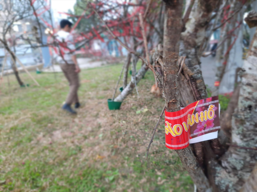 Lô đào đầu tiên được dán tem chứng nhận xuất xứ từ Vân Hồ (Sơn La) về Hà Nội trong ngày 21/1 