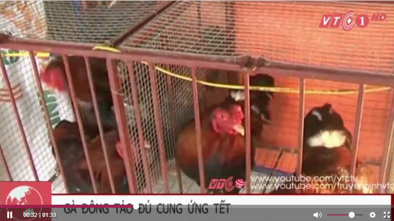 Gà Đông Tảo dư hàng, giá giảm mạnh trước Tết