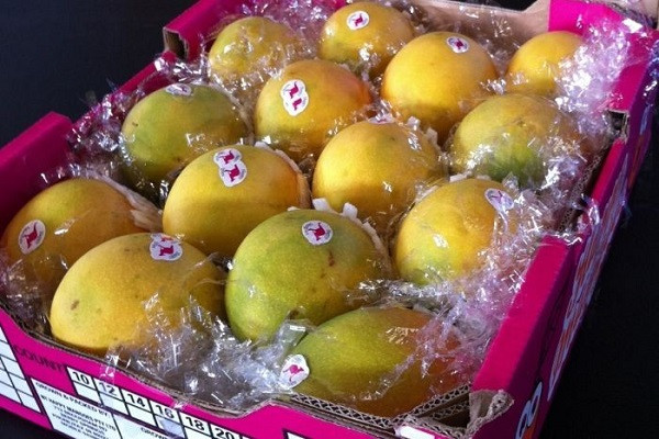 Khay xoài 12 quả giá hơn 1 tỷ đồng