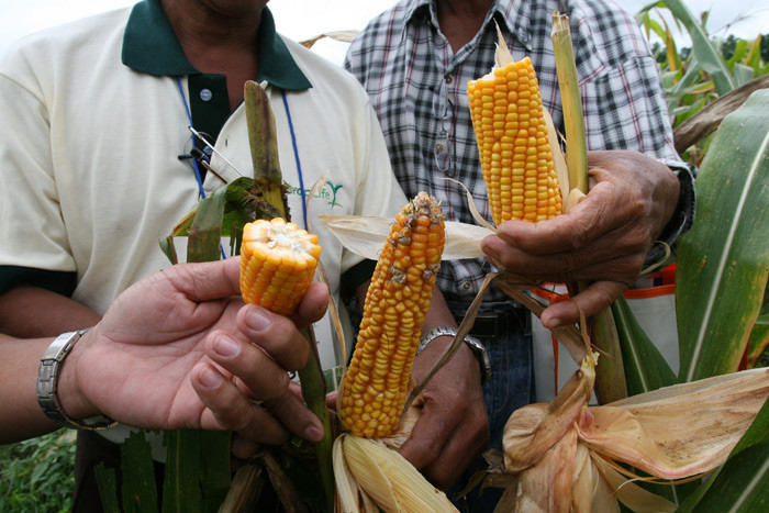 Ngô biến đổi gen trông tươi ngon hơn ngô thường.