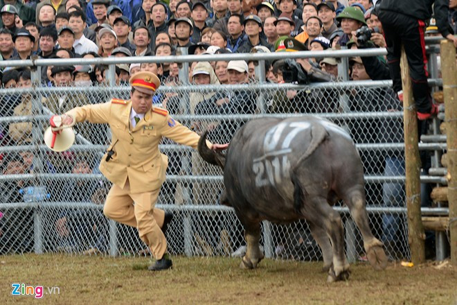 Những pha hoảng hồn ở hội chọi trâu Hà Nội