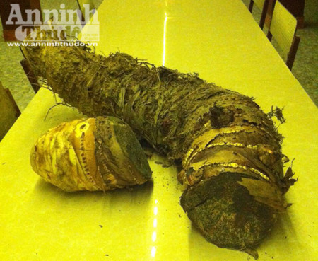 Củ khoai môn nặng hơn 16kg ở Tam Đảo