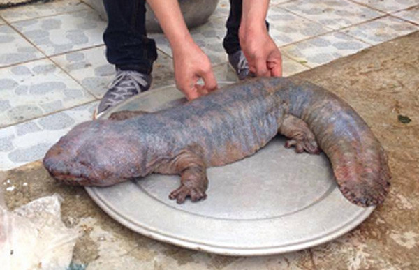 Con vật lạ ở Vĩnh Phúc gây xôn xao Facebook nhiều ngày qua - Ảnh chụp màn hình FB 