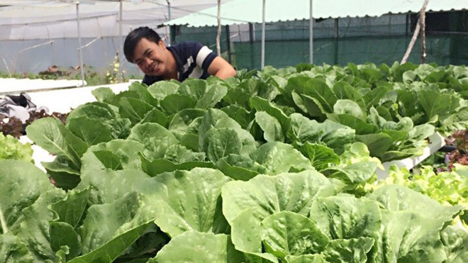 Nguyễn Hữu Huy Hào bên vườn rau sạch sử dụng bùn vi sinh của mình.