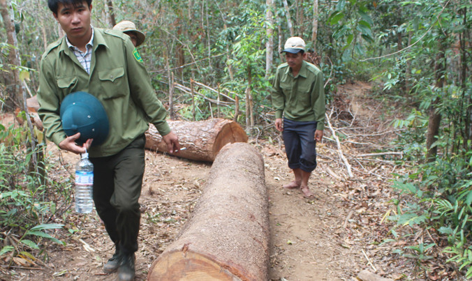 Những lóng gỗ bị lâm tặc cướp rơi vãi trên đường vận chuyển.