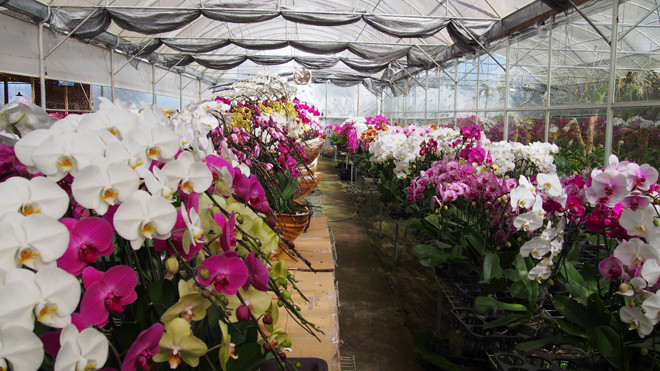 Lan hồ điệp trồng trong nhà kính