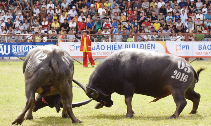 Một cảnh chọi trâu tại Đồ Sơn - Hải Phòng. Ảnh: Ngọc Châu