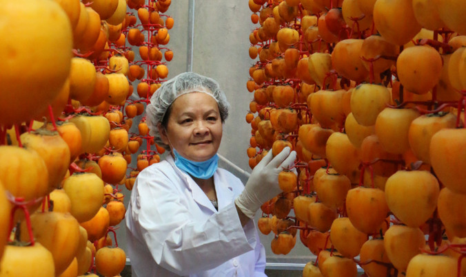 Sấy hồng khô theo công nghệ Nhật.