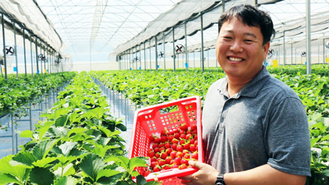 Ông Son Sang-hyeon trong trang trại dâu ở Lâm Đồng