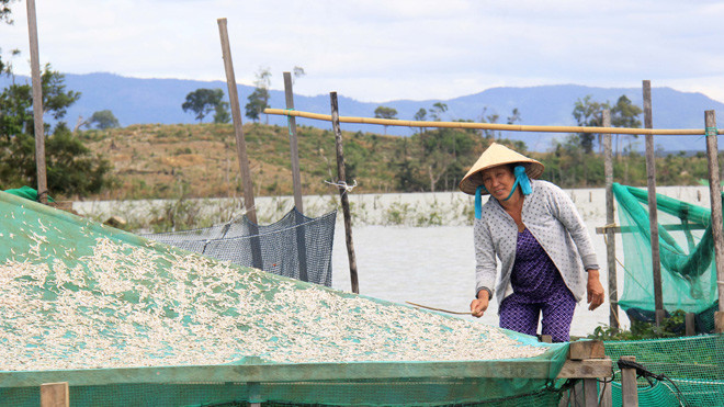 Người dân phơi cá