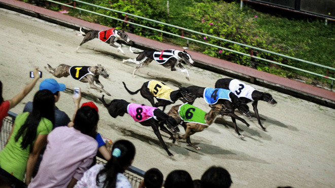 Đua chó ở thành phố Vũng Tàu. Ảnh: PV