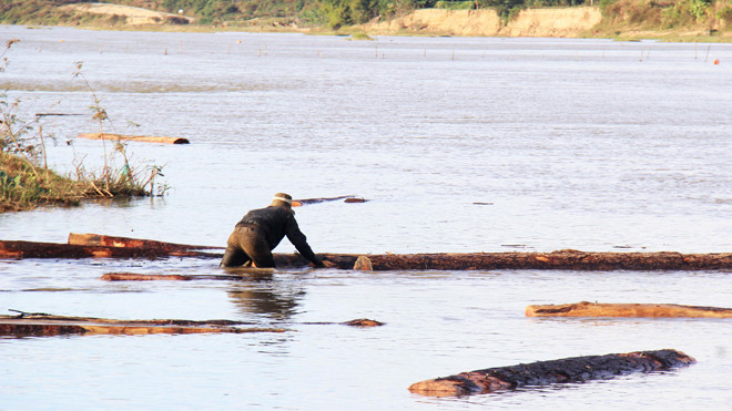 Gỗ lậu dưới mé sông. Ảnh chụp ngày 17/1