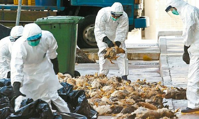 Tiêu hủy gà chết do dịch cúm gia cầm.