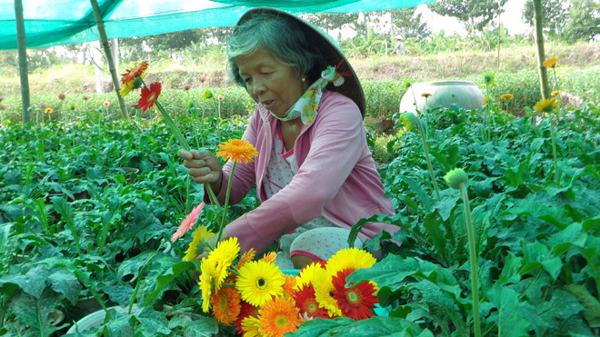 Cận Tết nhưng vườn hoa của bà Hồ Thị Phi (ấp Vĩnh Yên, xã Long Đức, thành phố Trà Vinh) vẫn nở rất ít . Ảnh: D.Hiền