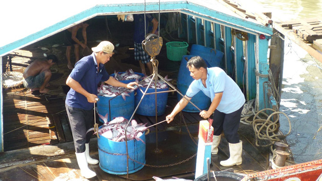 Thu mua cá tra nguyên liệu tại ĐBSCL