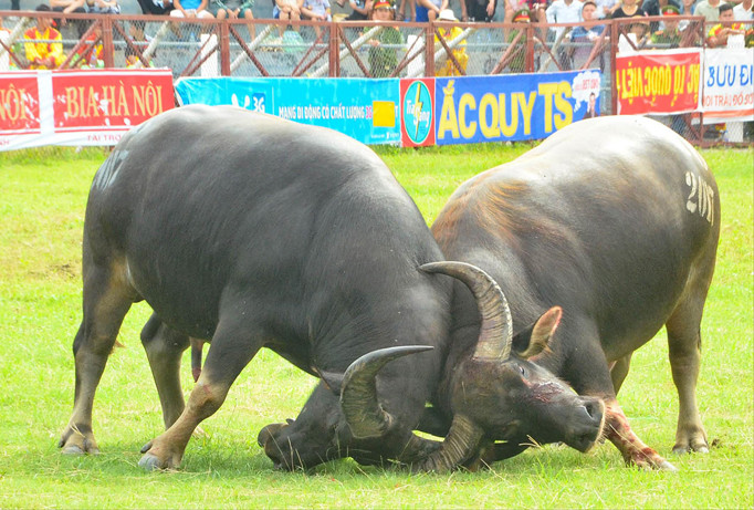 Một trận đấu tại vòng đấu loại lễ hội chọi trâu Đồ Sơn ngày 1/7.