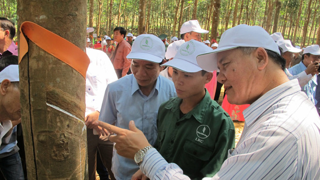 Hướng dẫn, đánh giá chất lượng mủ cao su.