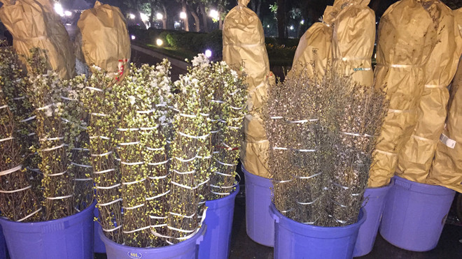 Hoa anh đào được chăm sóc kỹ lưỡng trước giờ khoe sắc bên bờ Hồ. Ảnh: AIC