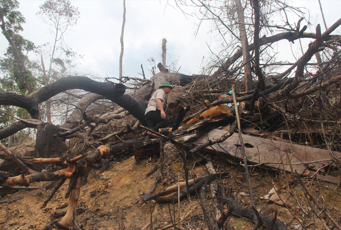 Hiện trường phá rừng phòng hộ Tiên Lãnh. Ảnh: Hoài Văn.