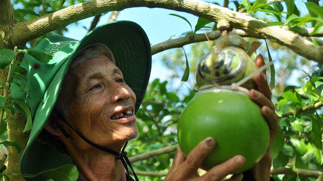 Ông Võ Hồng Quốc bên trái đào tiên hồ lô của mình.