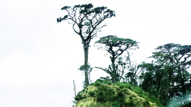 Thông 2 lá dẹt-loài thực vật cổ sinh đang hiện hữu ở Lâm Đồng.