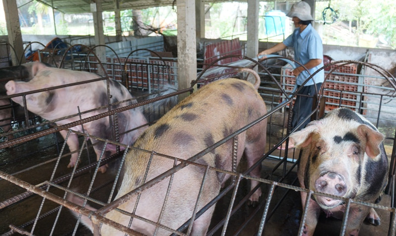 Heo rớt giá, nông dân miền Tây điêu đứng