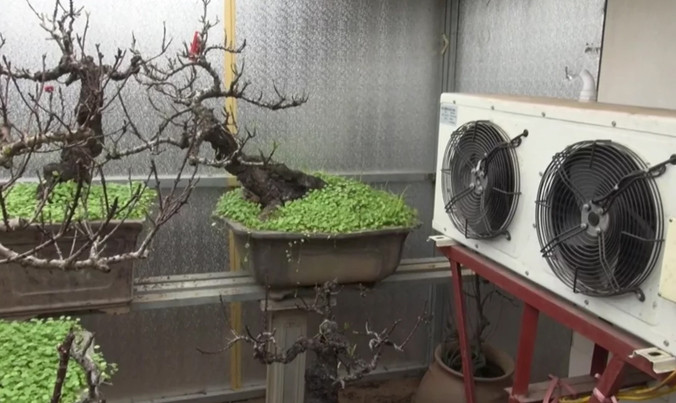 Lắp điều hòa, làm nhà tránh nóng cho đào Tết.