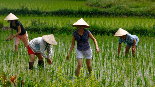 Gieo cấy lúa Xuân ở huyện Sóc Sơn, Hà Nội. Ảnh: Hồng Vĩnh
