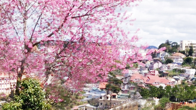 Hoa anh đào bất ngờ nở rộ