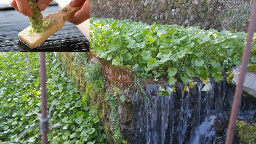 Trồng wasabi theo kiểu bậc thang ở tỉnh Shizuoka (ảnh nhỏ: Mài rễ wasabi tươi để dùng trong bữa ăn). Ảnh: Shizuoka Gourmet