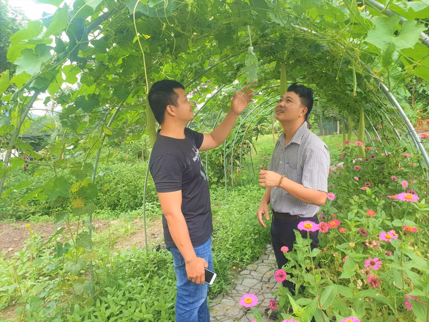Anh Cương và anh Tân (áo thun) thăm vườn rau củ trong YangbriiFarmstay