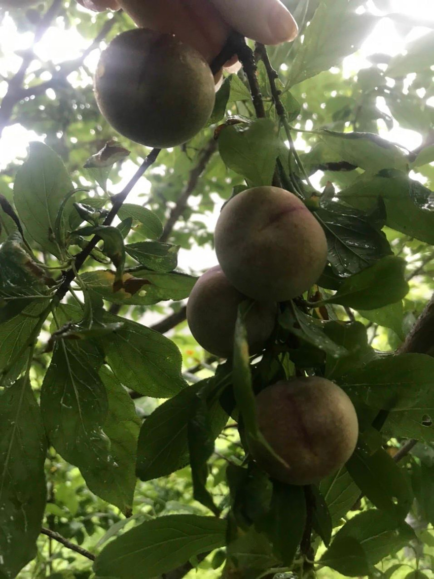 Quả mận máu. Ảnh: H.D