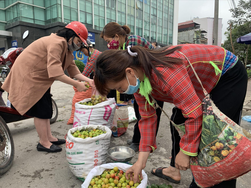 Mua mận “giải cứu” cho nông dân