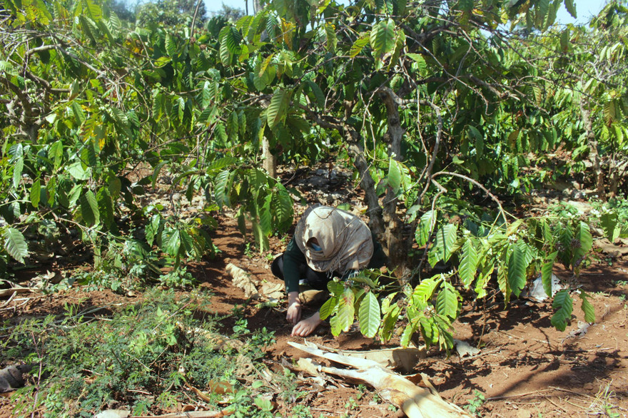 Người đi tìm nấm luồn dưới gốc bới các đám lá ủ mục 