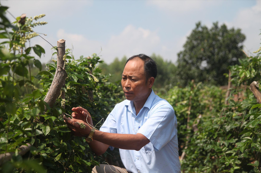 Ông Ðăng chăm sóc vườn sâm dưới chân núi Dành