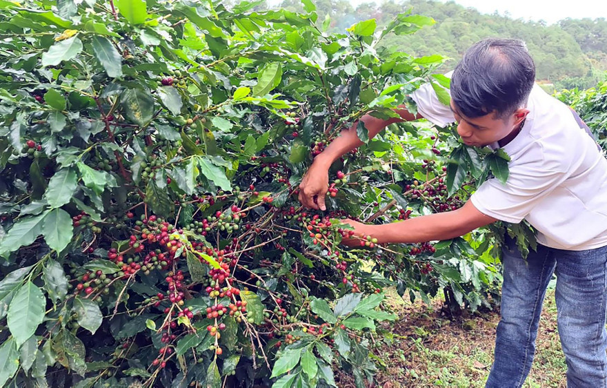 Chỉ hái những quả cà phê chín đỏ