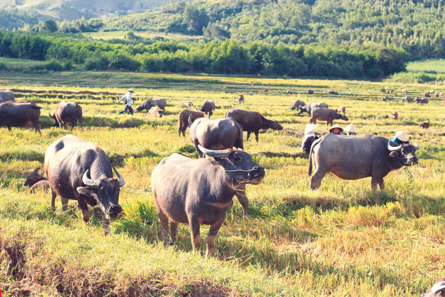 Đàn trâu làng Trường Sơn dưới chân đồi Sân Bay 