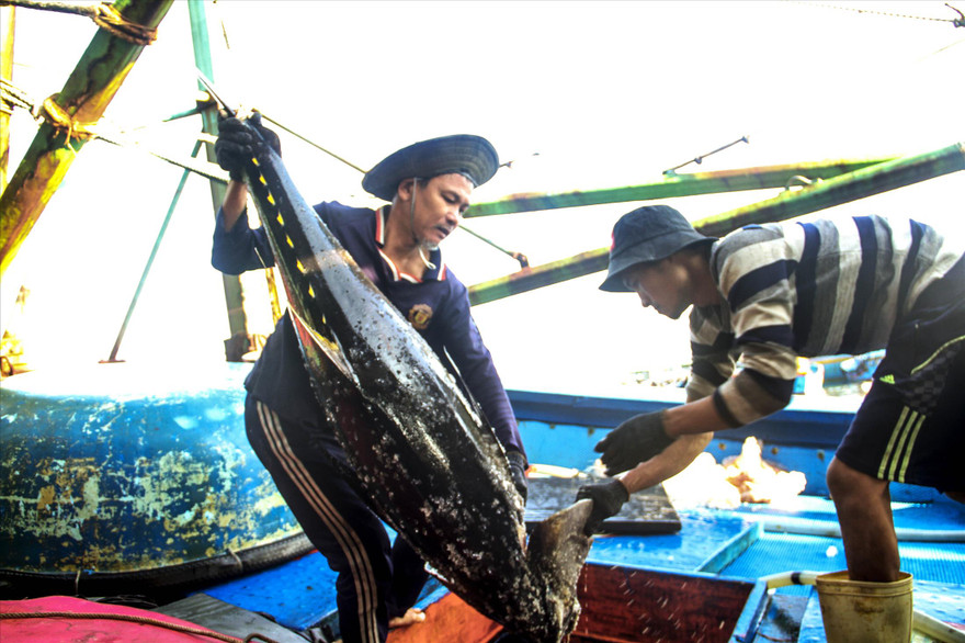 Ngư dân Bình Định khai thác cá ngừ đại dương đưa vào bờ. Ảnh: Trương Định