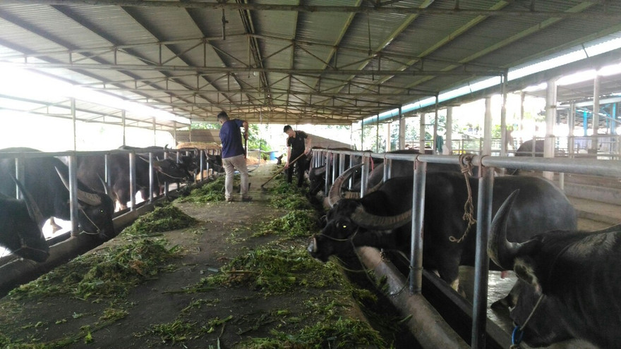 Trang trại hiện có hàng trăm con trâu