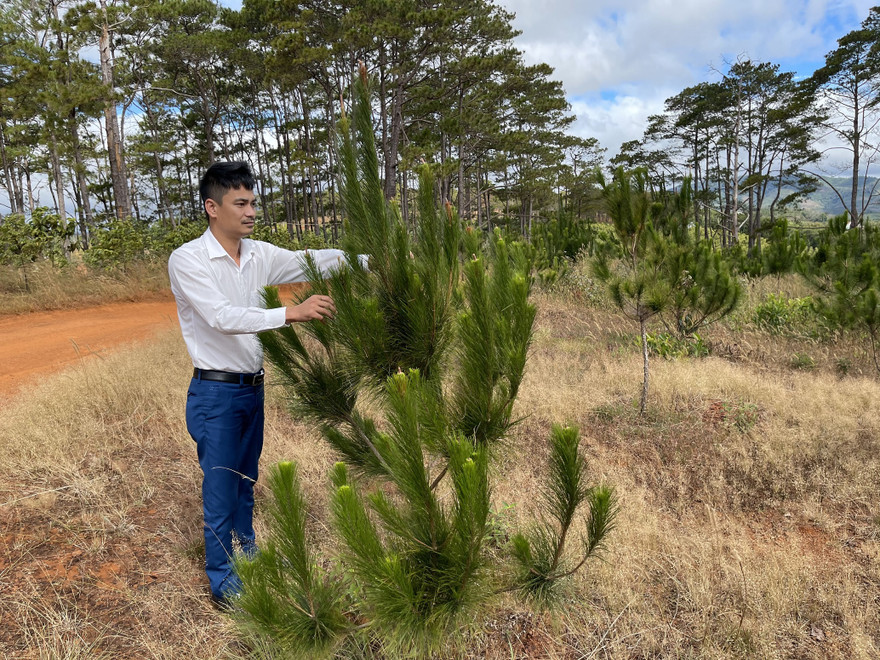 Anh Tuấn bên rừng thông hơn 2 năm tuổi