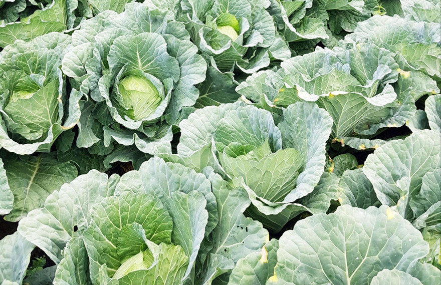 Nhiều vườn rau đến kỳ thu hoạch nhưng chưa tìm được nơi tiêu thụ