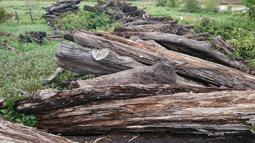 Hơn 1.000 m3 gỗ bị mục nát gần hết